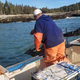 The fishermen releasing the deer back to shore.